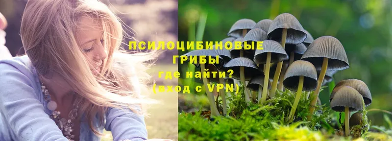 купить наркотик  Отрадный  hydra как зайти  Псилоцибиновые грибы Psilocybe 